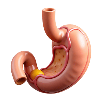 3D Render of Human Stomach png