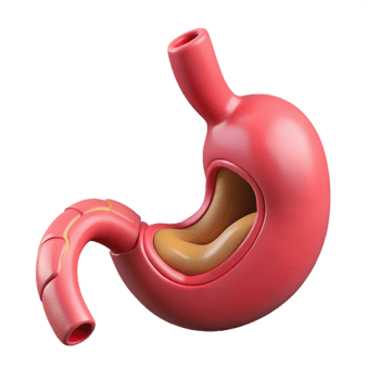 3D Stomach Anatomy Illustration png