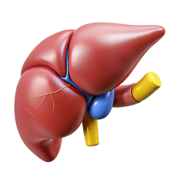 3D Model of a Human Liver png