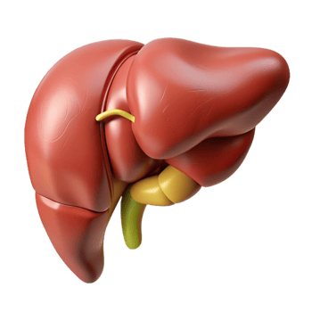3D Human Liver Anatomy Model png
