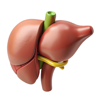 3D Render of Human Liver Anatomy png