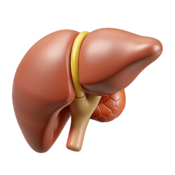 3D Render of Human Liver Anatomy png