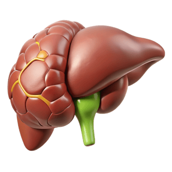 3D Model of the Liver and Gallbladder png