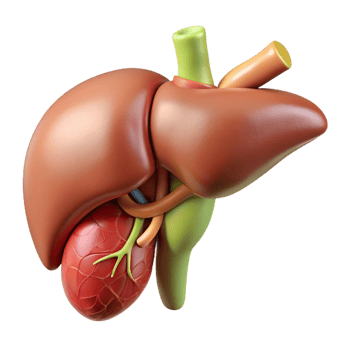 3D Render of a Liver with Gallbladder png