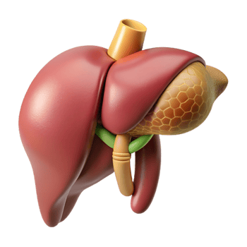 3D Rendered Human Liver Anatomy png