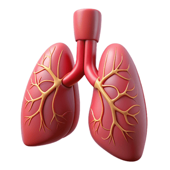 3D Render of Human Lungs png