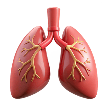 Isometric Human Lungs Anatomy png