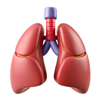 3D Lungs Organ Illustration png
