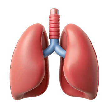 3D Human Lungs Medical Illustration png
