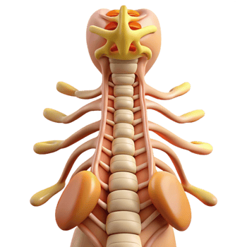 3D Model of Human Spinal Cord Anatomy png