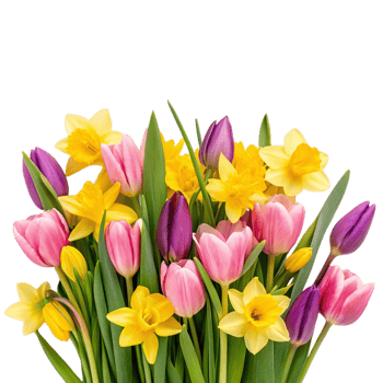 cluster of vibrant spring flowers including pink tulips and yellow daffodils, creating cheerful and colorful display perfect for brightening any space png