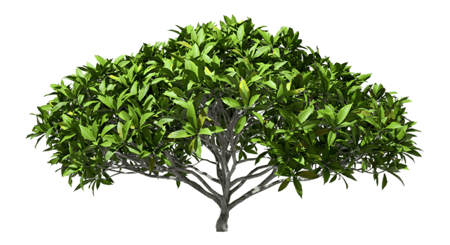 Realistic tree shrub green foliage on transparent backgrounds 3d render png