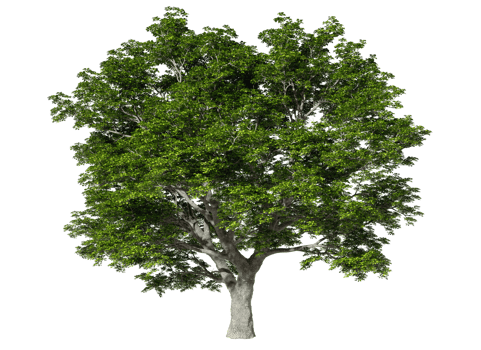 Cutout single jungle green tree standing on transparent backgrounds 3d rendering png