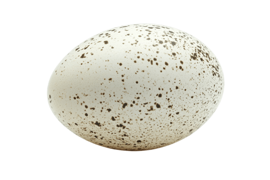 Unique speckled egg resting on a clean surface, showcasing its distinct pattern and form in natural light png