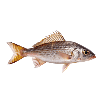 A Detailed Closeup of a GoldenOrange Fish with Spiked Fins and Scaly Body png