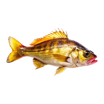 Closeup of a vibrant and detailed fish specimen, showcasing its intricate scales and striking dorsal fin png