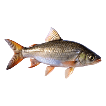 Vibrant and Colorful Tropical Fish with Orange Fins and Scales png
