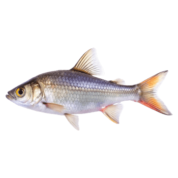 Detailed Close Up of a Beautifully Colored YellowFinned Fish png