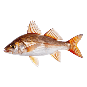 A Detailed Closeup View of a Single Freshwater Fish Specimen png