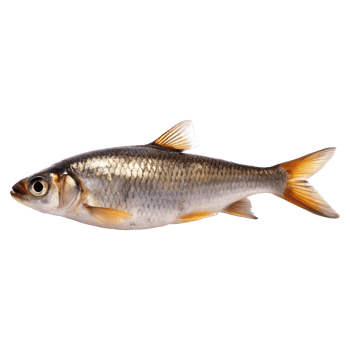 Detailed Closeup of a Beautiful Freshwater Fish Species png
