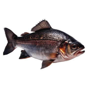 Closeup of a Striking GoldenBrown Freshwater Fish with Vibrant Fins png