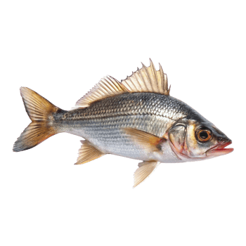 Closeup of a beautiful freshwater fish, possibly a type of roach or bream, showcasing its scales, fins, and overall body structure png