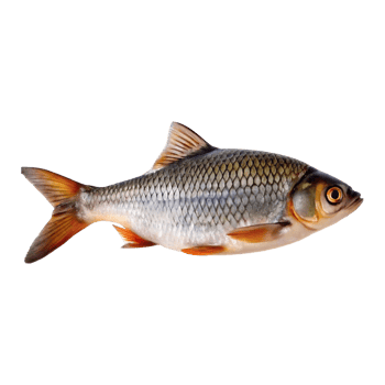 Stunning Crimson Red Fish with Silver Scales, Aquatic Life, Detailed Closeup View png
