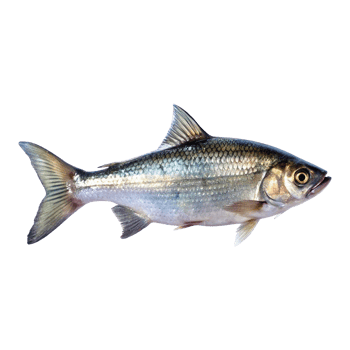 Striking OrangeFinned Fish, Vibrant Scales and Sleek Body, Aquatic Wildlife, Detailed Closeup View png