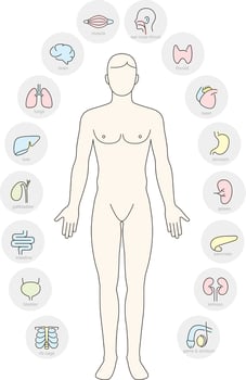 Man Internal Organs Infographic Poster vector