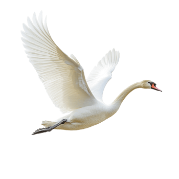 A swan attempting to fly against a transparent background png