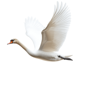 A swan attempting to fly against a transparent background png