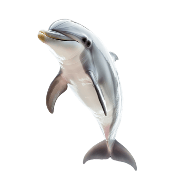 Cheerful dolphin isolated on transparent background png
