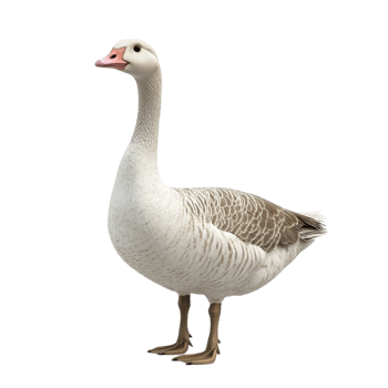 Goose on transparent background png