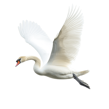 A swan attempting to fly against a transparent background png
