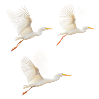 Amazing White Birds with Yellow Beaks Isolated on transparent background png