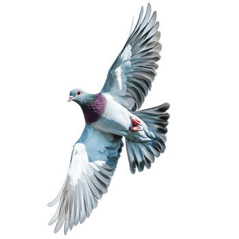 pigeon flying on a transparent background png