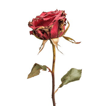 Red rose on a transparent background png