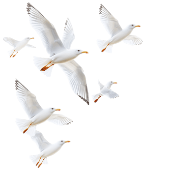 Amazing White Birds with Yellow Beaks Isolated on transparent background png