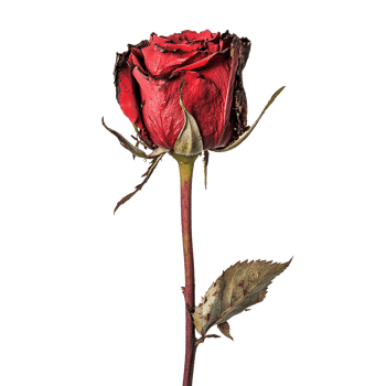 Red rose on a transparent background png