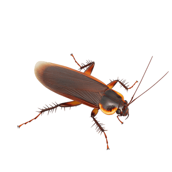 Cockroach on transparent background png
