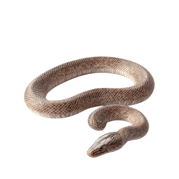 image of an isolated snake on a transparent background png