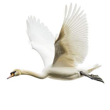 A swan attempting to fly against a transparent background png