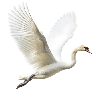 A swan attempting to fly against a transparent background png