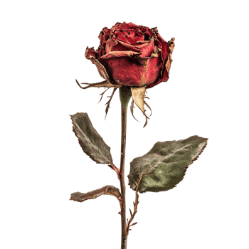 Red rose on a transparent background png