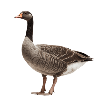 Goose on transparent background png