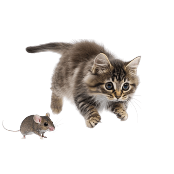 Cat chasing a mouse isolated on transparent background png