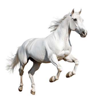 Running Horse on transparent background png