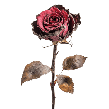 Red rose on a transparent background png
