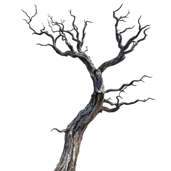 Creepy Dead Tree on transparent background png