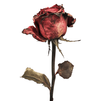 Red rose on a transparent background png